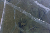 The ice was so clear you could see the bottom of the lake