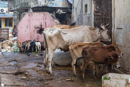 Very skinny cows behind a meat market..