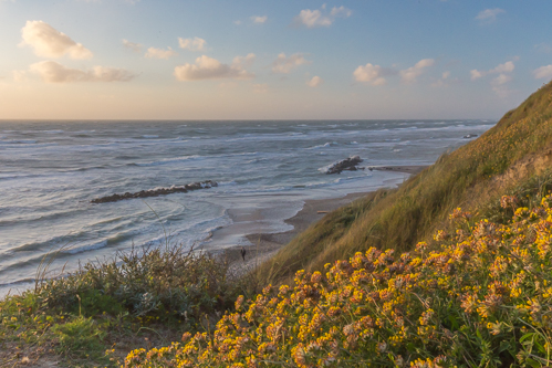 Flowers at sunset