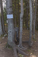 Philosophy in the forest - notice the peculiar growing tree branch. The sign says: As long as there is life, there is hope. Do not give up. Because then you have lost. When one is very down, there is only one way it can go: namely upwards!