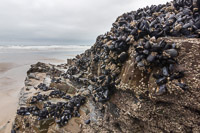 Mussels on a rock