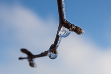 Another frozen droplet