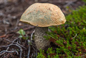 Mushroom near the path