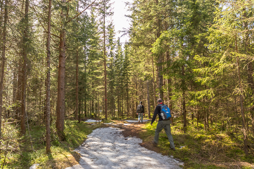 Still some snow left in the forest