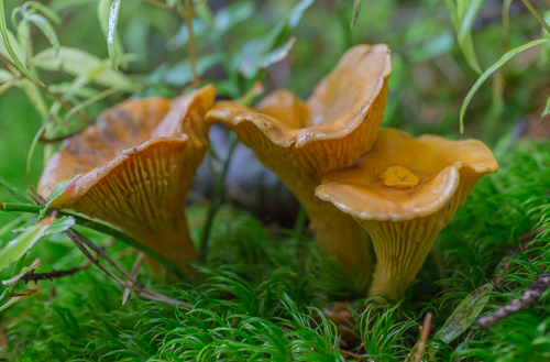 Lots of chanterelles!