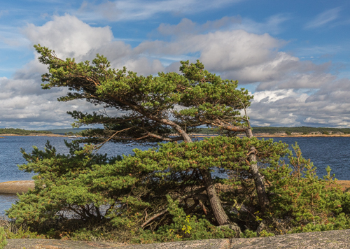 You can tell where the wind usually comes from around here...