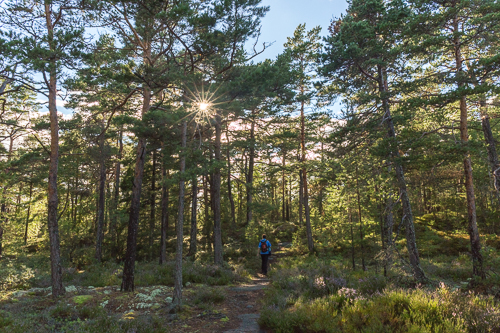 Through the pretty forest...