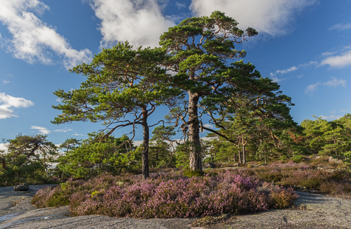 So pretty with all the heather!