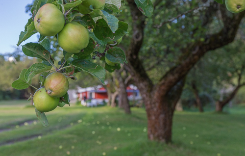 Apple trees