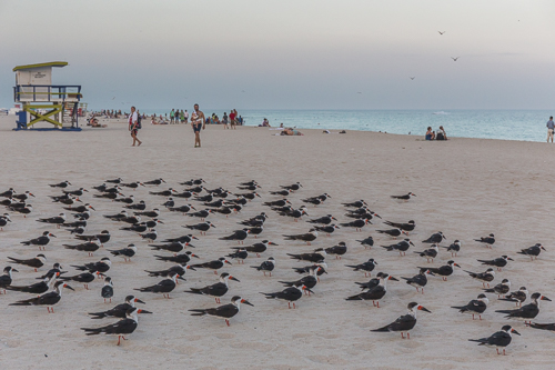 Black Skimmers (Amerikaanse Schaarbek) on Miami Beach - funny creatures! They let me come very close