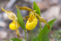 A Yellow Lady's Slipper, an orchid