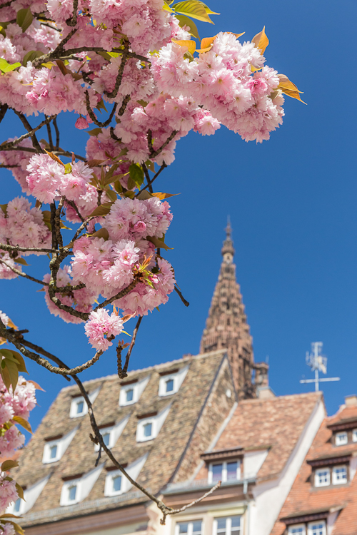 Pretty pink flowering tree