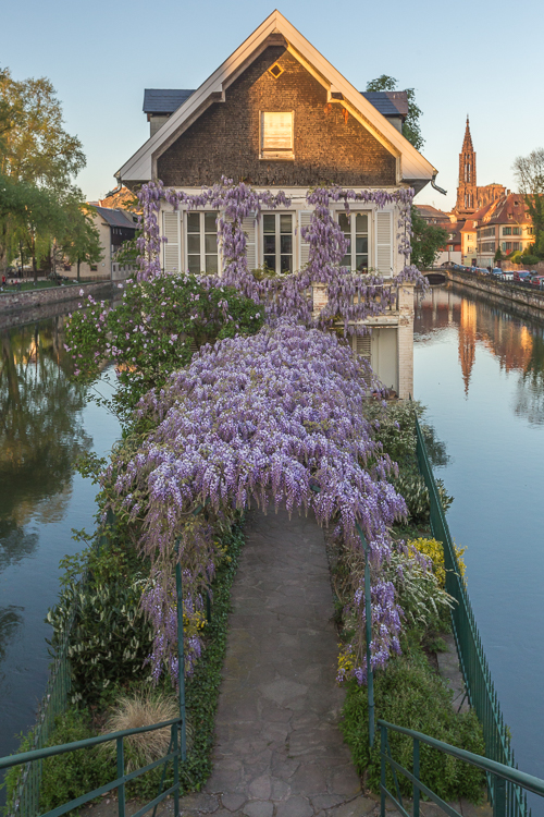 Magical little house covered in purple flowers (wisteria)