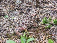 A very camouflaged toad - photo by Nicole, I would never get this close to a toad ;) 