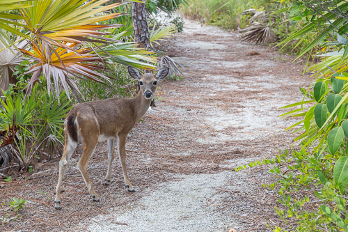 Where we actually met one of the tiny Key Deer