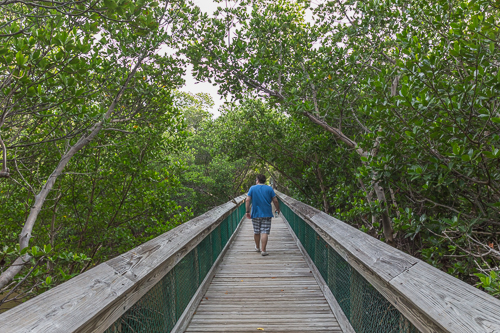 On the mangrove boardwalk in Long Key State Park
