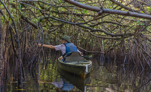 In the amazing mangrove tunnel