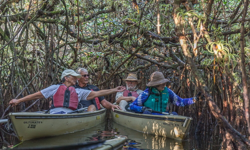 Looking at a rare orchid in the mangrove tunnel