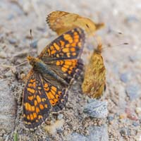 Butterflies at Marble Canyon