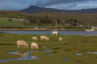 The light was very yellow around sunset, and the sheep were reflected in the small tidal ponds