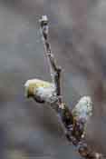 There are signs of springs though: buds on the trees
