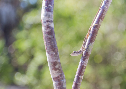 Cute creature in Lovers Key State Park