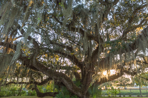 Spanish Moss on a tree at sunset