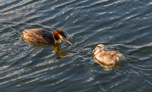 We watched this great crested grebe (fuut in Dutch) feed its young