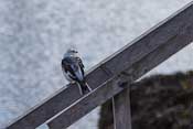 A snow bunting