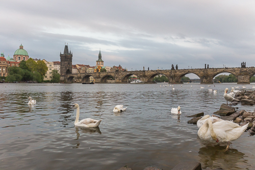 Swans on the river