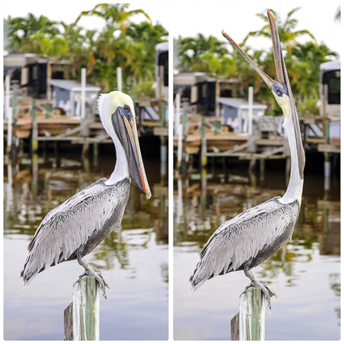 Pelican showing off