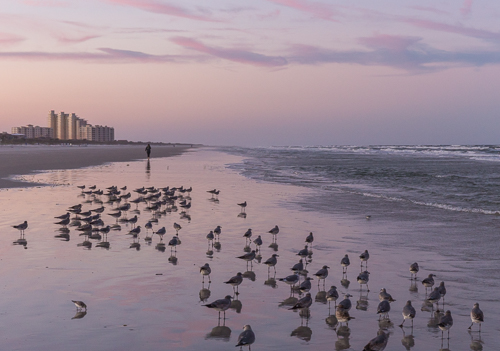 Birds at sunset on New Smyrna Beach