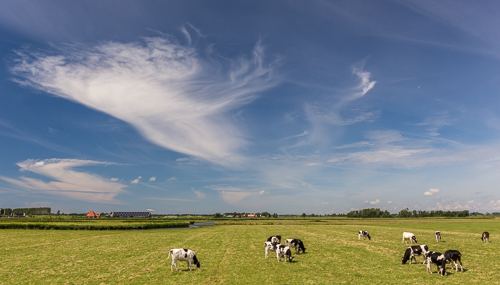 Cows and a very pretty sky