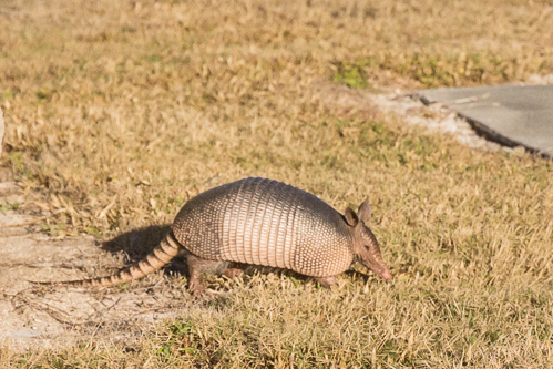 We saw an armadillo in Canaveral National Seashore!