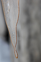 This icicle has an orange lining, from organic material