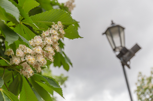 I loved all the flowering horse chestnuts in Prague!