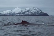 YES! Our first whale sighting :)