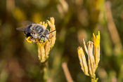 The desert is full of live: a small bee...