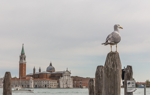 Seagull with Church of San Giorgio Maggiore in the background