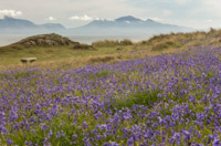 There were fields of bluebells - I thought they only grew in forests, but here they were right next to the sea