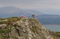 The island was also full of birds. I believe this is a stonechat. It makes a funny sound!