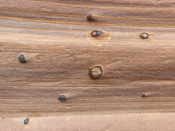 Iron oxide balls in the canyon wall: these are also called Moqui Marbles