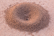 A mini ant hill - we saw lots of those in Utah