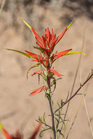I was surprised how many flowers there are in the desert: this is a Desert Paintbrush