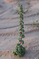 A tough plant braving the desert