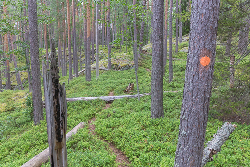 Following the trail through the forest