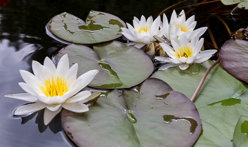 Water liPrelies - so pretty!