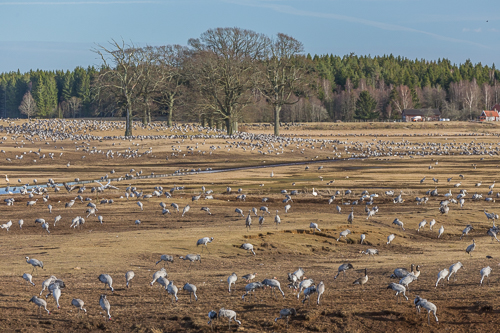 The cranes! More than 16.000 of them!