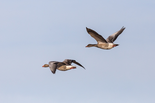 Practicing my new lens on birds flying overhead