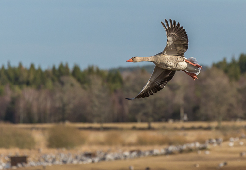 Greylag geese in for landing